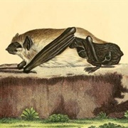 Schreber's Yellow Bat