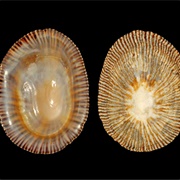 Striped False Limpet