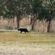Otways Panther
