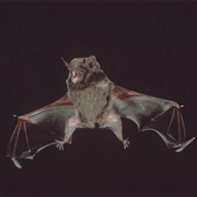 Hill's Sheath-Tailed Bat