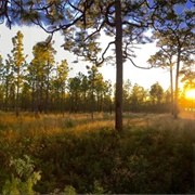 Mike Roess Gold Head Branch State Park