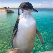 Penguin Island, Australia