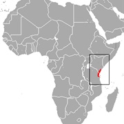 Hildegarde's Tomb Bat