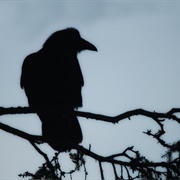 Raven Man Ritual