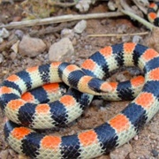 Ground Snake