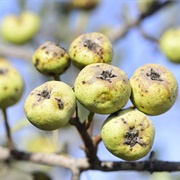 Syrian Pear (Pyrus Syriaca)