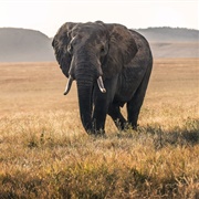 African Elephant