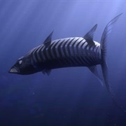Barracuda (Finding Nemo, 2003)