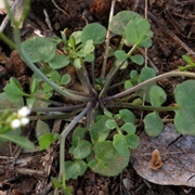 Little Western Bittercress (Cardamine Oligosperma)