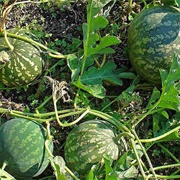 Bitter Apple (Citrullus Colocynthis)