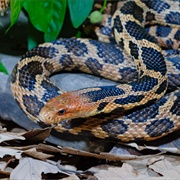 Fox Snake