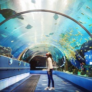 Georgia Aqarium
