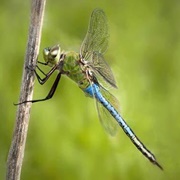 Darner Dragonfly