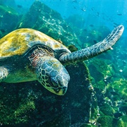 Visit the Smaller and More Isolated Galápagos Islands, Ecuador