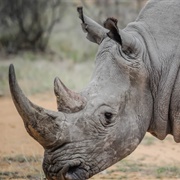 Rhinoceros