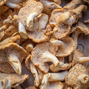 Shingled Hedgehog (Sarcodon Imbricatus)