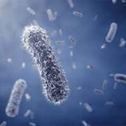 Bacteriophobia: Fear of Bacteria