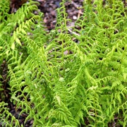 Lady Fern (Athyrium Filix-Femina)