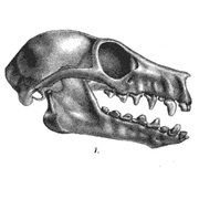 White-Winged Flying Fox