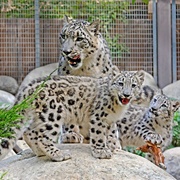 Los Angeles Zoo and Botanical Gardens, California, USA