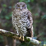 Powerful Owl