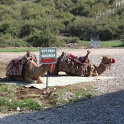 Camels in a Car Park...