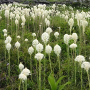 Bear Grass (Xerophyllum Tenax)