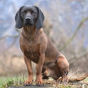 Bavarian Mountain Scent Hound