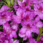 Azalea