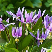 Dog's-Tooth-Violet (Erythronium Dens-Canis)