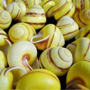 Striped Yellow Land Snail