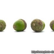 Acorns