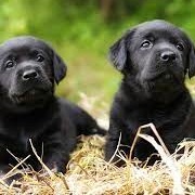 Named a New Dog the Same as One That Recently Passed