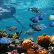 San Diego-La Jolla Underwater Park Ecological Reserve