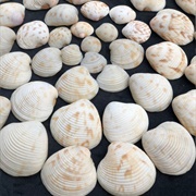 Lady-In-Waiting Venus Clam