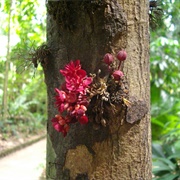 Theobroma Speciosum