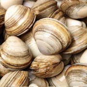 Surf Clams