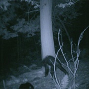 The Lost Town of Deepwood