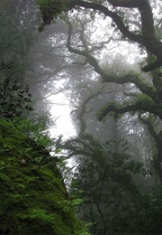 The Folk of the Air (Holly Black)