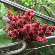 Ampelocissus Martini
