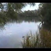 Large Mysterious Fish Eats a Duck