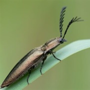 Click Beetle