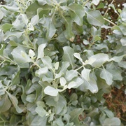 Mediterranean Saltbush (Atriplex Halimus)