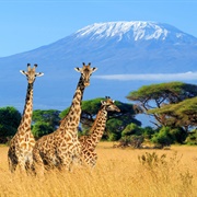 Mount Kilimanjaro