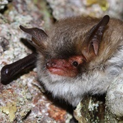 Cryptic Myotis