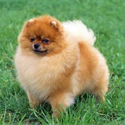 Pomeranian