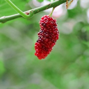 Red Mulberry