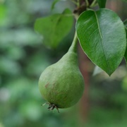 Unripe Pears