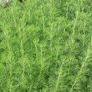 Southernwood (Artemisia Abrotanum)