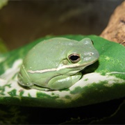 Frog Went A-Courting